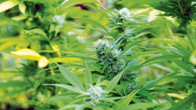 En tysk jägare hittade en cannabisodling i skogen.