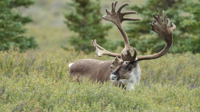I Alaska jagas varg från flyg i forskningssyfte för att få ner predationen mot caribou, den nordamerikanska renen. Men flygjakten väcker kritik.