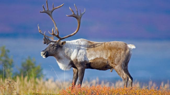 Vargar ska jagas i Kanada för att rädda den nordamerikanska renen, caribou. Men djurrättsaktivister protesterar.