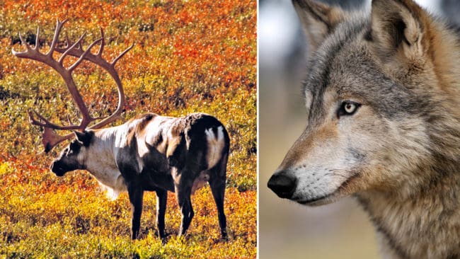 I kanadensiska British Columbia införs fri vargjakt för att skydda vildrenar.