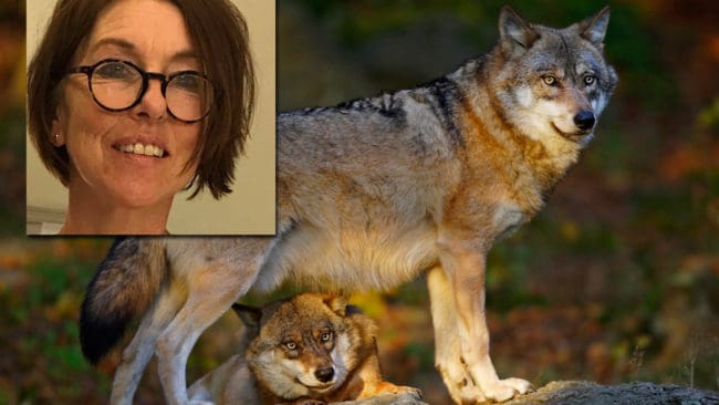 Vargtätheten i halva Gävleborg motsvarar 6 000 vargar i södra Sverige. Journalisten Carina Gerken Christiansen har skärskådat vargpolitiken i Sverige, som bland annat gör det för svårt att få skjuta bort problemvargar.