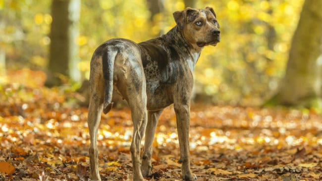 Det är inte tillåtet att jaga hjort med löshund i Louisiana, men jägare försöker att få ett domstolsbeslut på att häva förbudet. På bilden en Louisiana Catahoula Leopard Dog, även betraktad som state dog of Louisiana.