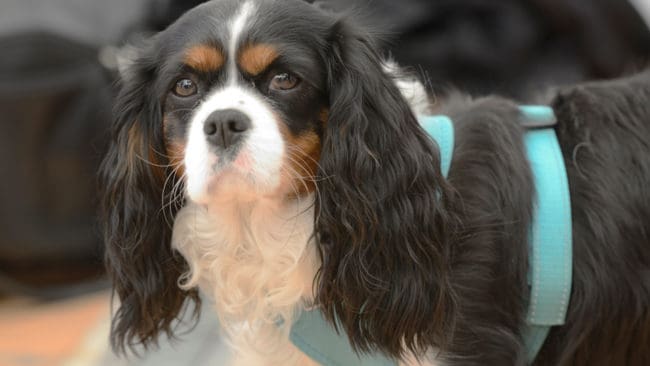 Matten fick syn på en varg som tog hennes cavalier king charles spaniel utanför Brottby. Länsstyrelsens eftersöksekipage hittade den döda hunden efter 700 meters spårarbete. (Arkivbild på hundrasen.)