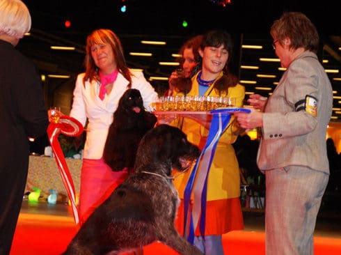 Champagnehopp. Ägaren och uppfödaren Anette Erlandsson från Halmstad firar efter BIS-2-placeringen på HUND 2006. I bakgrunden skymtar den enda hunden som Gaston inte slog, vinnande amerikanska cockern Cacis Cute Carmen.