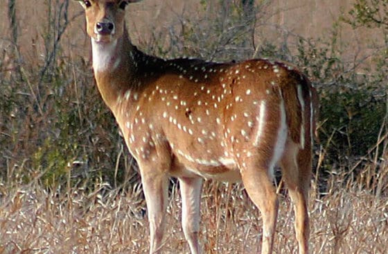 Chitalhjorten ses som ett skadedjur i Australien, men är även ett vilt för jägare och trofédjur om det är hjortar med fina horn.