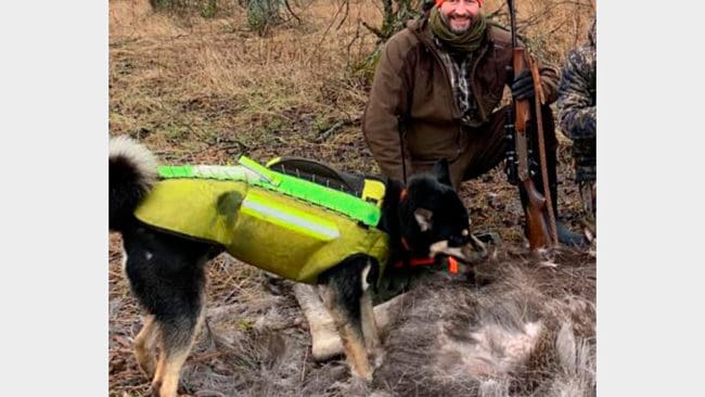 I november blev östlajkan Cindy i Molkom i Värmland svårt biten av två vargar. I går gjorde den unga tiken comeback och det fälldes en älgkalv för henne, men den kalven var också vargbiten.