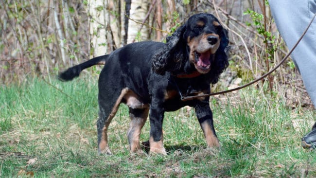 En av de två cocker spaniel-hundarna som rastades utan koppel vid Bergsjön, i Vallentuna kommun togs av en varg som försvann med sitt byte. Det är den tredje sällskapshunden som dödats av varg i området. (Arkivbild)