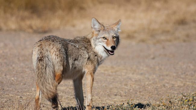 En coyotefamilj som håller sig kring Los Angeles följs av forskare som vill se hur de beter sig i en sådan urban miljö.