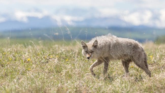 I amerikanska Nevada hålls en tävling i att fälla flest prärievargar. Djurrättsaktivister vill stoppa det.