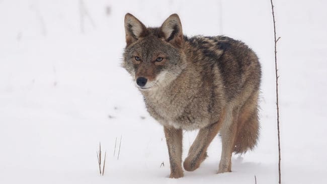 En fälld coyote kan ge 1000 dollar i vinst. Prärievargen liknar vanlig varg, men är mindre.
