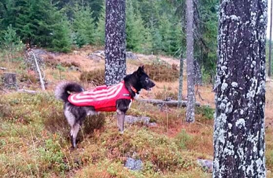 Hunden på bilden är av rasen östsibirisk laika och går under namnet Sigge.