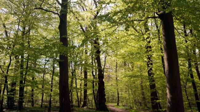 Danska forskare vill att stora delar av landets skogar ska få förvildas för att rädda hotade arter.