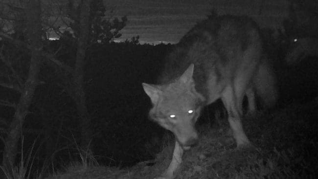 Två danska vargvalpar som fotograferats av en viltkamera i november förra året. På Jylland ska det nu finnas tio vargar, enligt Miljöstyrelsen.
