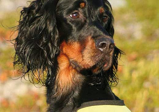 Gordonsettern Darcie, överlägsen segrare i Fjällpokalen för brittiskt stående fågelhundar.