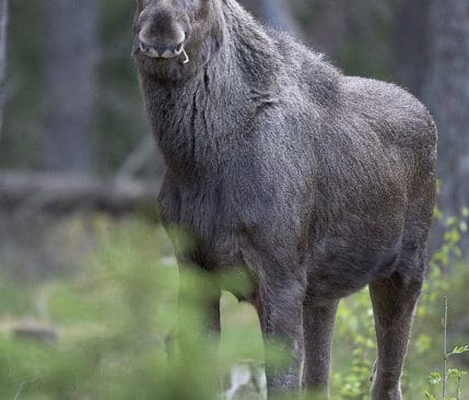 Endast 20,26 procent av landets jägare jagar på de ”små” markerna och de fäller 2,87 procent av alla älgar. Därmed går det inte att påstå att älgjakten på B-, E- och K-områden fördärvar älgförvaltningen.