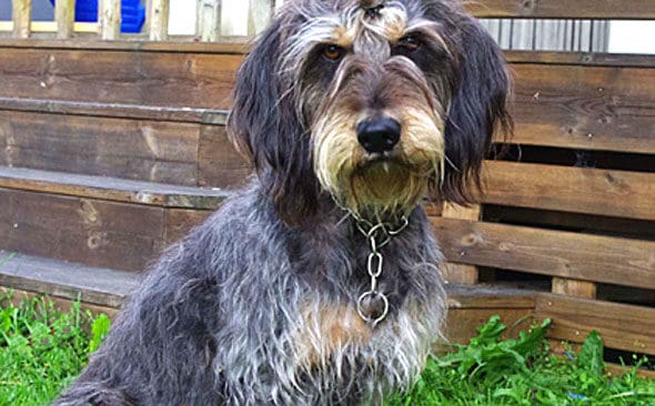 Nivernaisen Dessi blev fem &aring;r gammal. Hon var Sveriges f&ouml;rsta hjortdjursrena hund av sin ras.