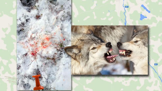 På en myr strax utanför byn Berg slogs Edselevargen med en inkräktare i reviret och kvar på platsen blev spår efter slagsmål och rejäla blodspår. Edselevargen förlorade och det gjorde att han överlevde även den senaste skyddsjakten.