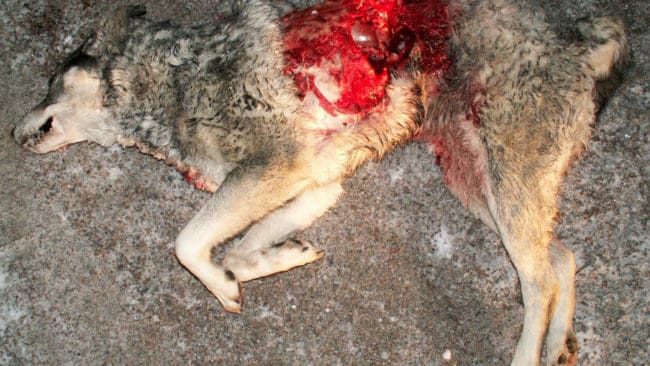 Den vargdödade jämthundstiken Diana är en syn som ägare Fredrik Sandkvist från Voxnabruk inte glömmer i första taget.