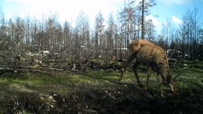 Viltet har börjat återvända till det brandhärjade området i Västmanland. Bilder som tagits av en viltkamera som satts upp visar flera arter, bland annat denna kronhjort.
