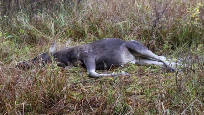 En jägare i Hudiksvall sköt en älg på fel mark. Nu döms han till dagsböter. (Arkivbild)