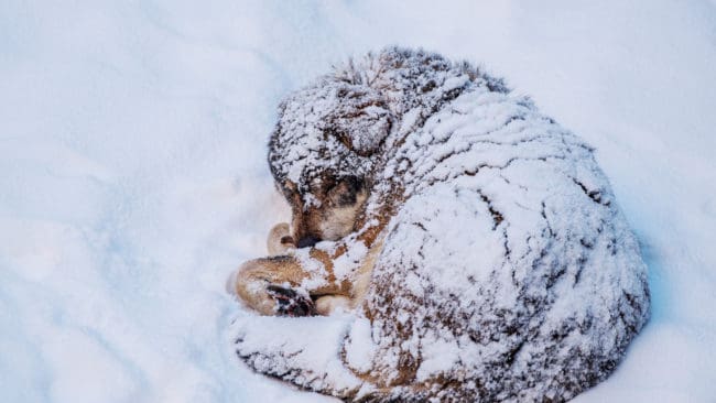 Polisen har gjort iakttagelser och säkrat en del spår på platsen där den döda vargen hittades.(Arkivbild)
