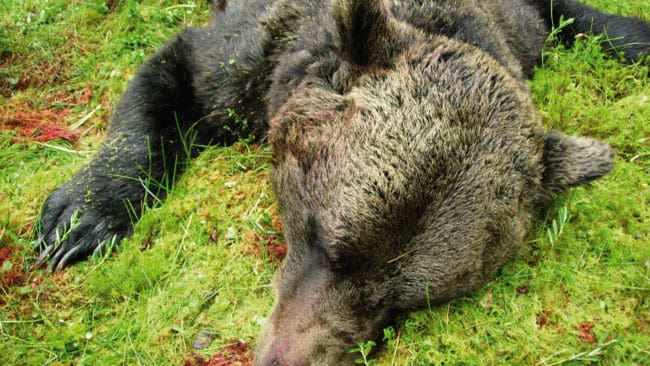 Björnarna ”surnade” på vägen till slakterierna. De fällda björnarna under 2006 års jakt fick flås först när de hade förts till ett godkänt slakteri. Nu vill länsstyrelsen i Norrbotten att de EU-anpassade reglerna ändras.