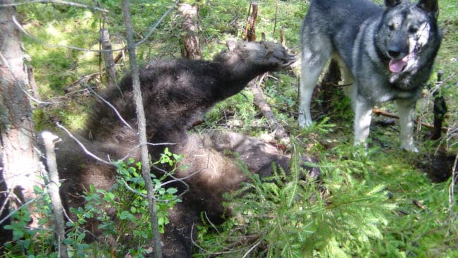 Björnjakten har gått olika i de olika länen. Sämst gick det i Västernorrland och Norrbottens kustdel. I Dalarna och Jämtland blev det däremot överskjutningar.