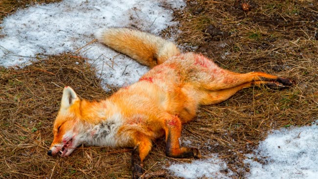 14 döda rävar har hittats vid en väg på Orust. (Arkivbild)