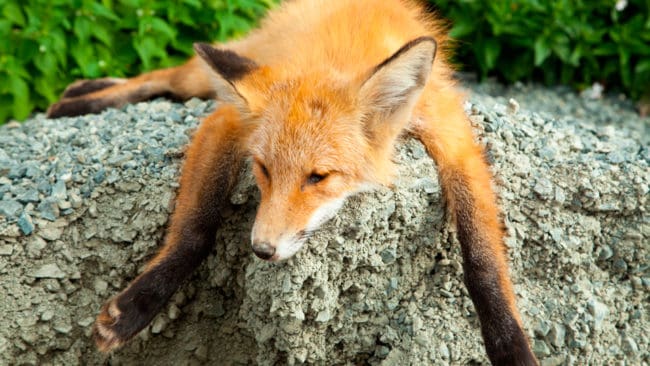 På Öland har någon satt upp en snara vid en stängselstolpe. Räven fick en plågsam död när metalltråden drogs åt runt halsen. (Arkivbild)