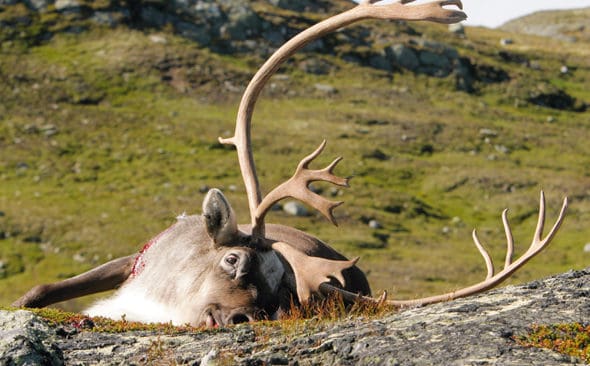 Ren f&auml;lld under legal jakt i Norge. I S&auml;rnaom&aring;rdet i Dalarna vittnar ren&auml;gare om fortsatta problem med tjuvskjutna renar. F&ouml;r en sameby skjuts minst tio renar &aring;rligen fr&aring;n oktober till januari.