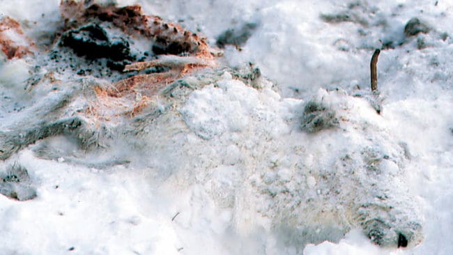 Det kan bli en sjätte varg i år som avlivas under skyddsjakt i Jämtland sedan Tåssåsens sameby fått in ytterligare en varg som tagit flera renar. (Arkivbild)