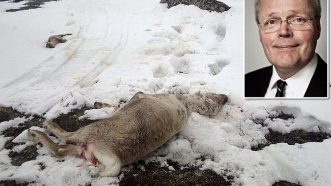 Renarna ska värnas. Jämtlands landshövding Jöran Hägglund konstaterar att länsstyrelsen jobbar för att med jaktinsatser trycka bort de stora rovdjuren från renskötselområdet