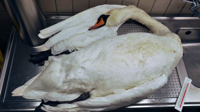 En av det tiotal svanar som har undersökts vid SVA. Samtliga svanar bar på fågelinfluensavirus av typen H5N8.