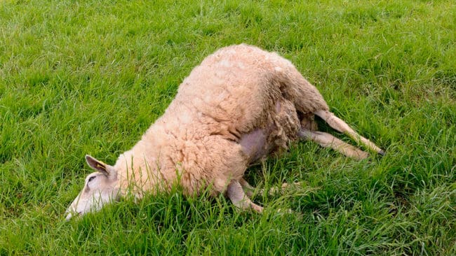 En tacka som skrämdes ut från en fårhage med elstängsel dödades av varg i morse. Vargattacken skedde vid Dammen i Kopparberg i Örebro län. (Arkivbild)