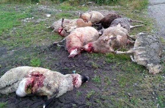 Skånska djurägare ska få extra stöd vid vargattacker.