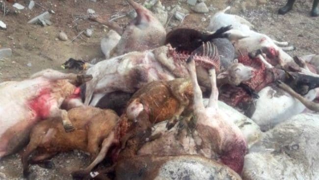 Det har varit ny attack mot Morten Thögersens får på Jylland. Den här gången dog 24 dräktiga tackor efter angreppet. Så här såg det ut efter en attack i början av september. Under 2019 var det 25 bekräftade vargangrepp mot tamdjur i Danmark.