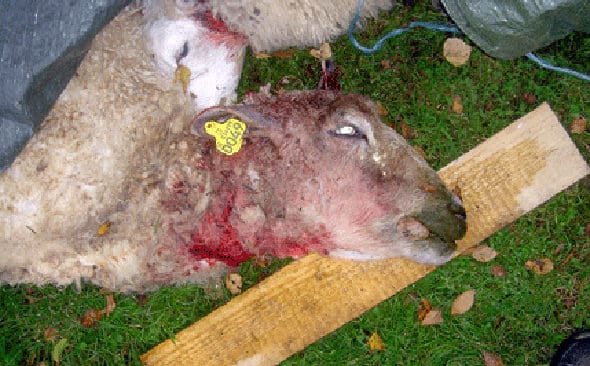 Två lamm och två vuxna får dödades vid en vargattack i Östergötland i torsdags. (Arkivbild)