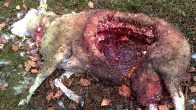 Lamor och staket med eltråd kunde inte skydda fåren som gick på Ravlunda skjutfält. Nu visar DNA-analysen att det var en varghanne från Västmanland som angrep får både i Tyringe och Ravlunda i Skåne.