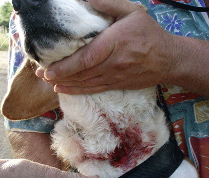 Nioåriga drevertiken Dolly klarade sig med en hårsmån sedan en varg högg henne i strupen.