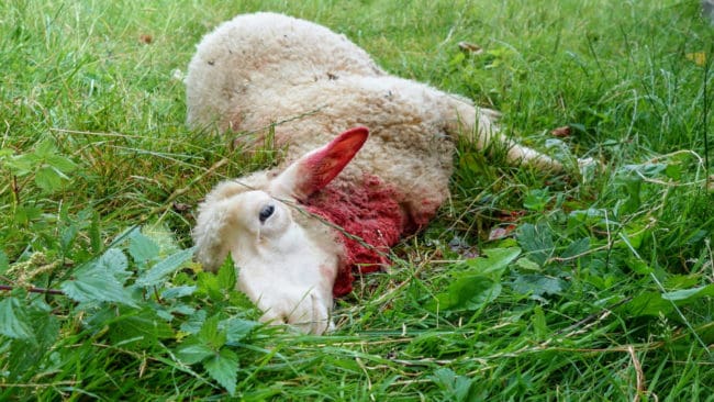 Skyddsjakt kan inte villkoras utifrån hur angripna djur har varit inhägnade, skriver Svenska Fåravelsförbundet i sitt upprop.