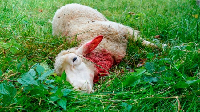 Tre får har dödats vid varg vid Wålstedts lantbruk i Dala-Floda och länsstyrelsen i Dalarna undersöker om det är revirvargar som attackerade fåren. (Arkivbild)