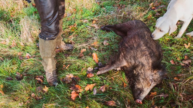 Den norska vildsvinsplanen föreslår att en rapport om upptäckten av ett självdött vildsvin ska belönas med 2 000 norska kronor. Norska jägare föreslås få till exempel 1 500 norska kronor om livmodern från en fälld sugga sänds in. Trikinprover blir gratis.