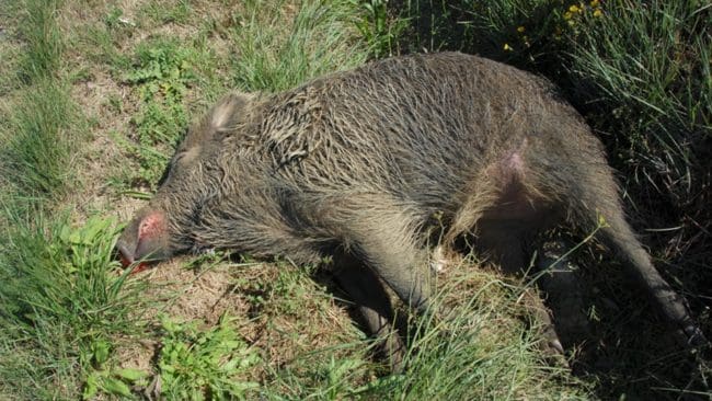 Två döda vildsvin som påträffades nära en kyrka i Karlskrona kommun måste omhändertas av markägaren. Inga misstankar om brott föreligger.