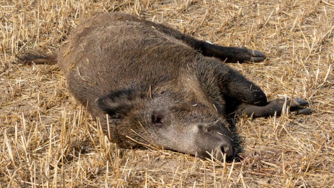 Antalet upptäckta vildsvin i Belgien med svinpest har ökat till 155. I Rumänien fortsätter svinpesten spridas till ny områden. Hittills har svinpest bekräftats hos sju vildsvin i Rumänien och i 28 fall hos tamsvin.