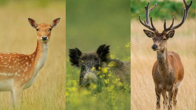 Det råder en infekterad konflikt mellan lanbrukare och godsägare i Sörmland kring vilt som äter upp böndernas grödor.