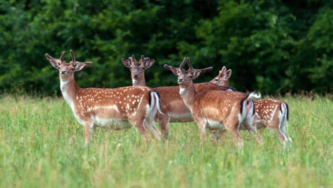 Dovhjort blir allt oftare föremål för skyddsjakt i Östergötland.