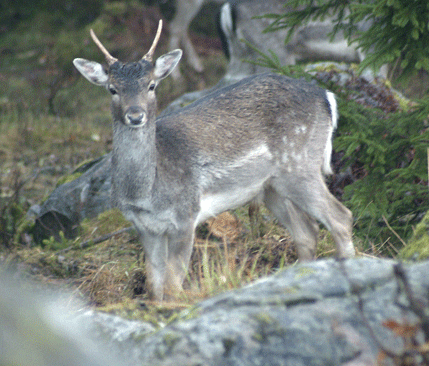 Spetshjort vid en brunstplats. Under dovhjortarnas brunst blir det tillåtet med smygjakt på dovkalvar 21 oktober till 15 november. Det går även att ha vakjakt på dovkalvarna under samma tid.