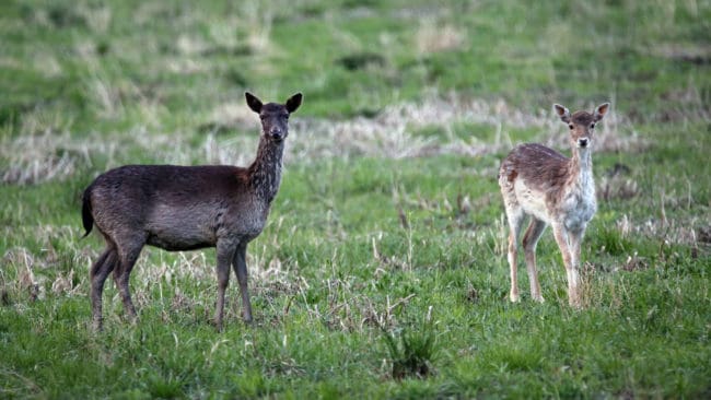 Viltolyckorna med dovhjortar har ökat kraftigt i Östergötland.