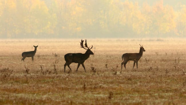 En dovhjort fälldes i söndags i Ronneby kommun när det inte är jakttid på dovvilt och skytten är därmed misstänkt för jaktbrott. (Arkivbild)