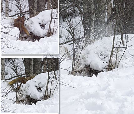 Räven flyr ur det andra grytet. Passkytten skjuter och träffar stenen.